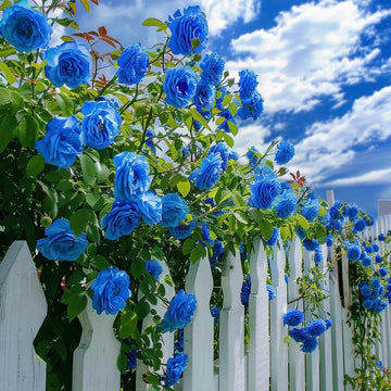 Sky Blue Climbing Rose Plant Seeds for Planting Non-GMO Heirloom Garden Seeds for Home and Outdoor Gardening