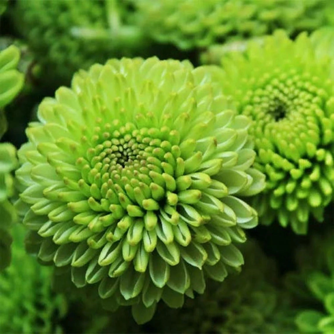 Chrysanthemum (Chrysanthemum scientific name) for planting in garden