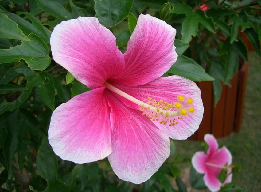 Pink & White Hibiscus Heirloom Non-GMO Seeds for Planting seeds for planting in home garden