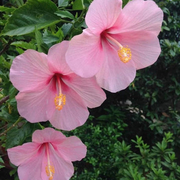 Heirloom Non-GMO Baby Pink Hibiscus Flower Seeds – Delicate Tropical Blooms for Garden Planting