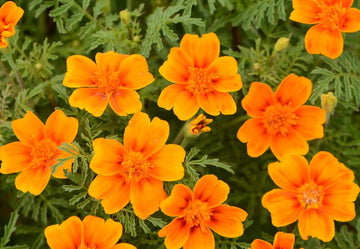 Yellow Signet Marigold Flower Seeds – Heirloom Non-GMO Seeds for Garden Planting