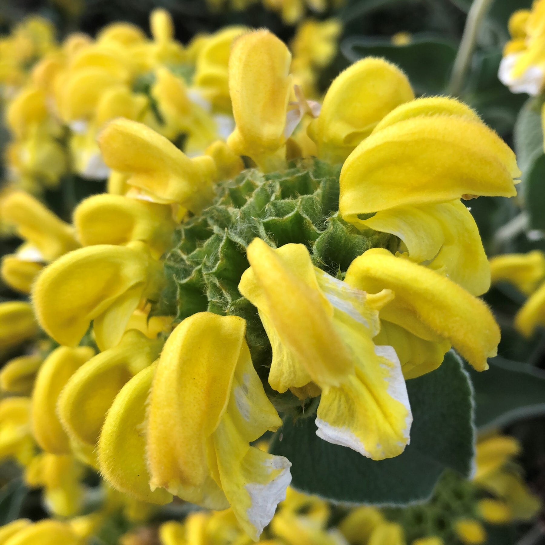 Heirloom Non-GMO Yellow Jerusalem Sage Flower Seeds for Garden Planting for planting in home garden