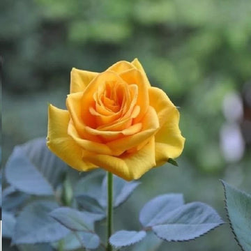 Thick Yellow Rose Flower Seeds for Planting Non-GMO Heirloom Garden Seeds for Growing
