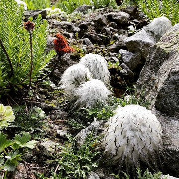 Heirloom Non-GMO Saussurea Plant Seeds for Unique Foliage and Alpine Garden Planting