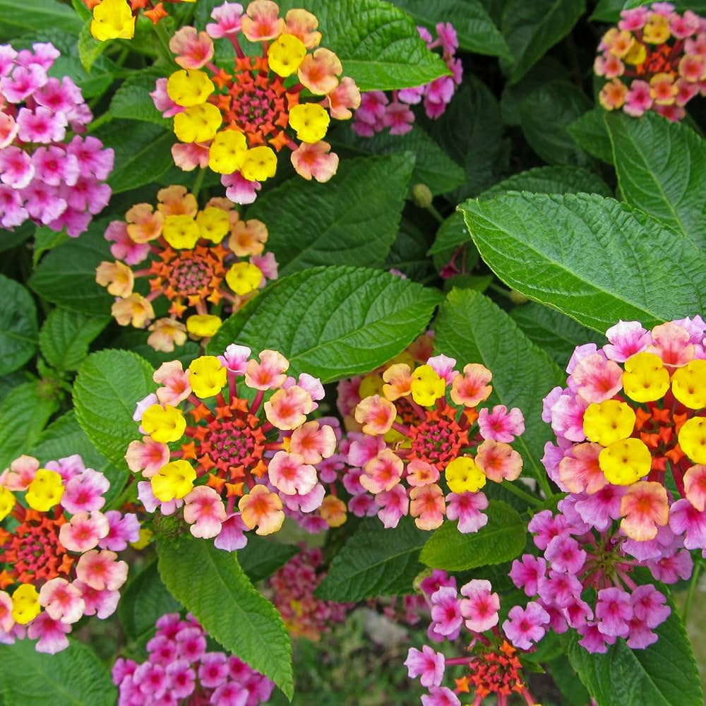 Lantana Camara Flower Seeds for planting in home garden