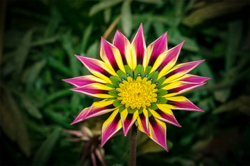 Pink Yellow Gazania Flower Seeds – Heirloom & Non-GMO Seeds for Garden Blooms