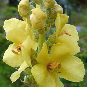 Yellow Densiflorum Seeds for Planting - 100 pcs