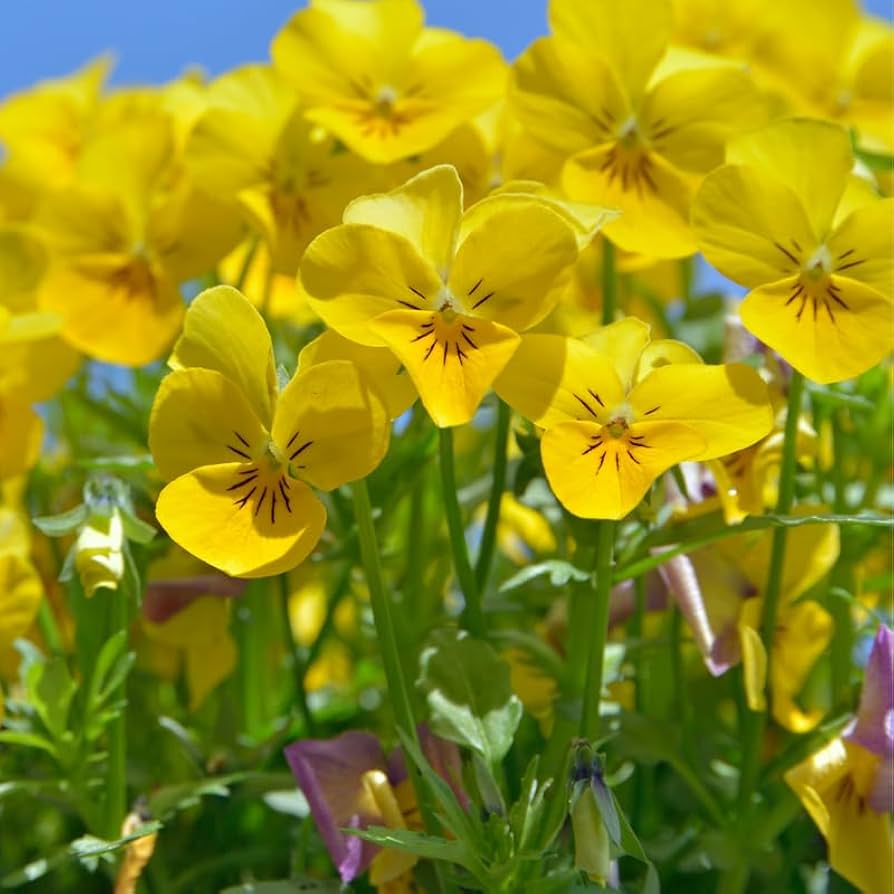 Velour Flower Seeds for planting in home garden