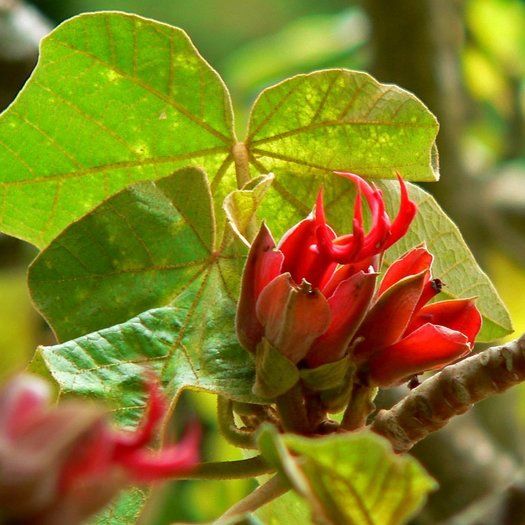 Orange Chiranthodendron Plant Seeds for planting in home garden