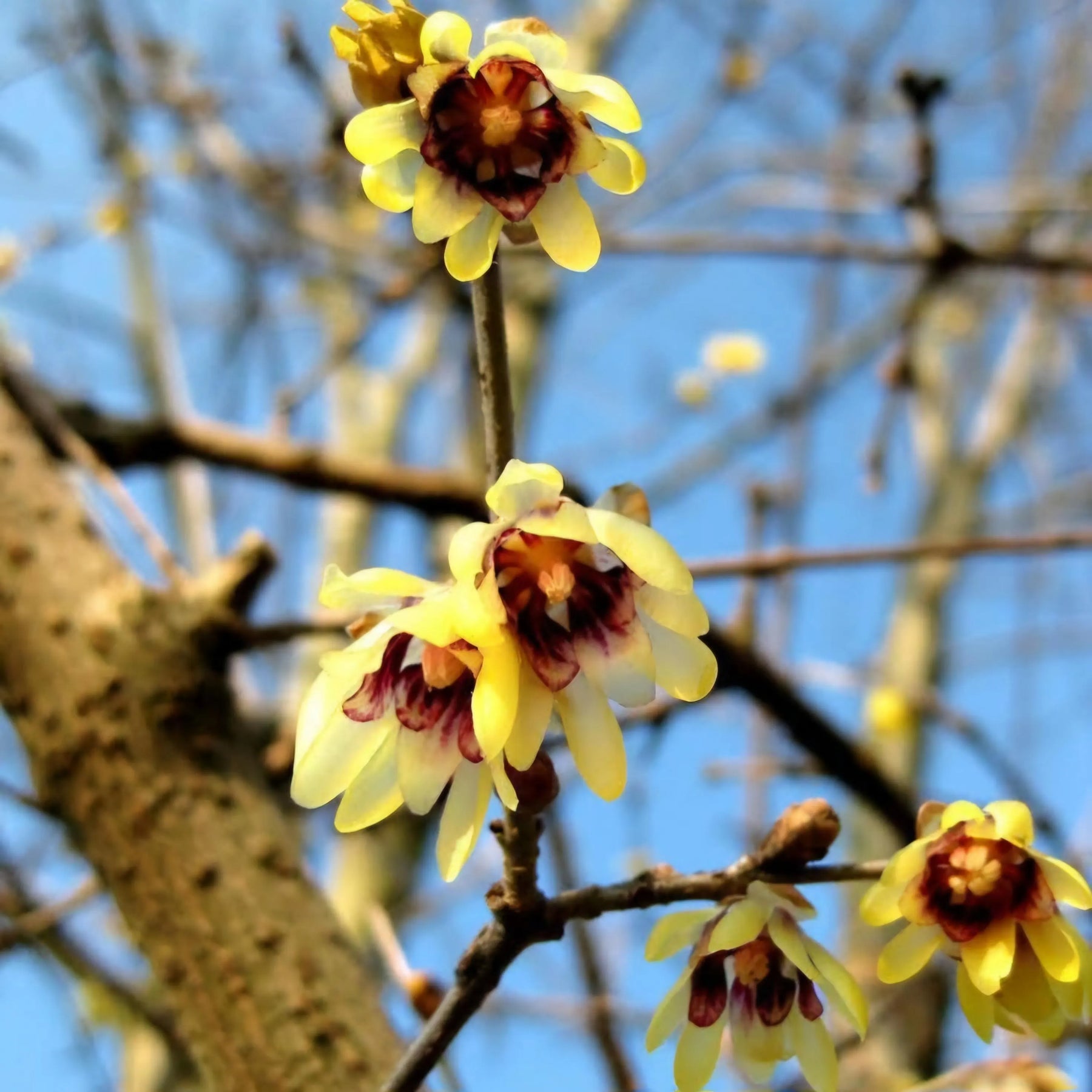 Chimonanthus Wintersweet Flower Seeds for planting in home garden