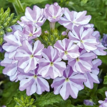 Organic Heirloom White Purple Verbena Flower Seeds – Non-GMO Hardy Seeds for Planting