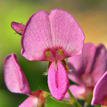 Heirloom Pink Desmodium Flower Seeds, Non-GMO Delicate Blooms for Pollinator-Friendly Garden Planting