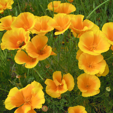 Yellow Eschscholzia Flower Seeds for Planting, Fresh, NON GMO Seeds