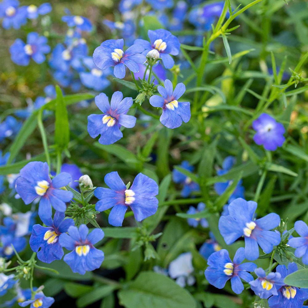 Blue Nemesia Flower Seeds for planting in home garden