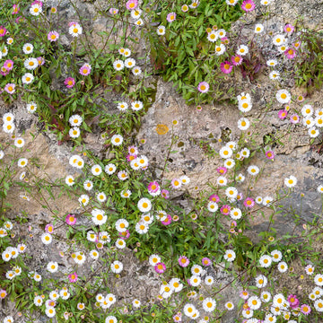 Mixed Erigeron Flower Seeds for Planting- NON GMO Seeds