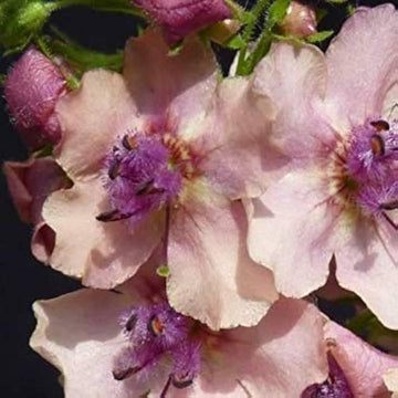 Cream Verbascum Flower Seeds for Planting - NON GMO Seeds