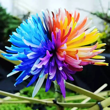 Chrysanthemum Rainbow Flower Seeds for Planting - NON GMO Seeds