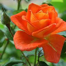 Light Orange Rose Plant Seeds Non-GMO Heirloom Garden Seeds for Planting Ideal for Home Gardens