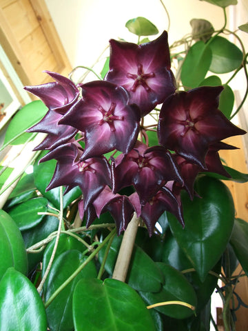 Organic Purple White Hoya Flower Seeds for Planting – Heirloom, Non-GMO