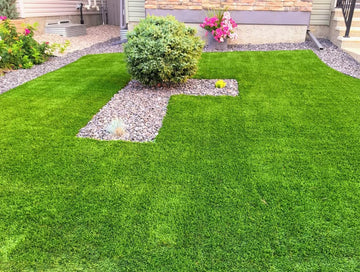 Organic Lawn Grass Seeds – Rainbow Shades for Home Landscaping