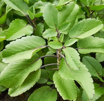 Heirloom Non-GMO Kalanchoe Pinnata Plant Seeds for Garden â€“ Medicinal Succulent Variety