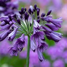 Heirloom Non-GMO Violet Agapanthus Flower Seeds for Elegant Border Garden Planting