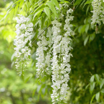 Heirloom Non-GMO White Wisteria Flower Seeds for Garden Planting – Cascading Fragrant Blooms