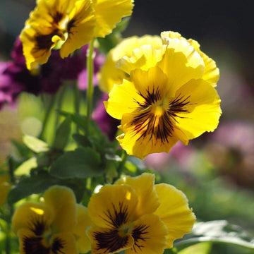 Tiger Eye Flower Seeds – Heirloom Non-GMO Striking Blooms for Bold Garden Planting