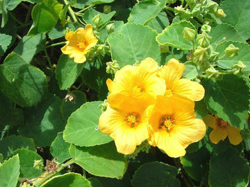 Cordifolia Flower Seeds for Planting - NON GMO Seeds