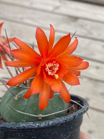 Red Matucana Plant Seeds for Planting - NON GMO Seeds