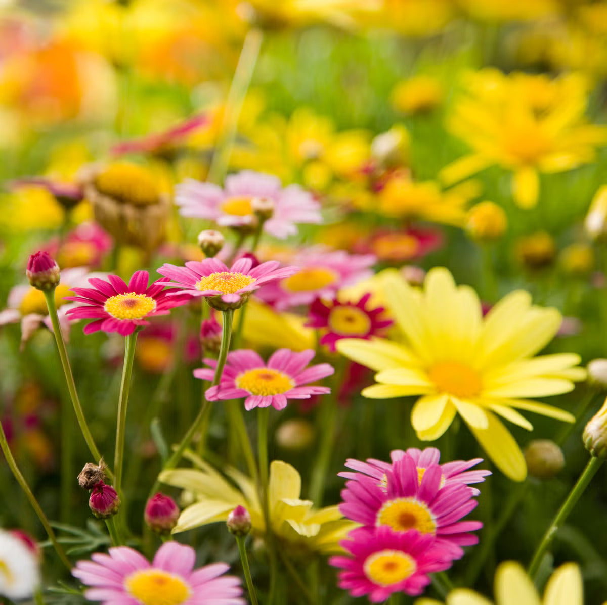 Mixed (Mixed scientific name) for planting in garden