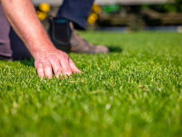 Thick Lawn Coverage for Sports & Recreation