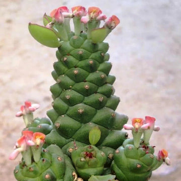 Monadenium Plant Seeds for Planting, Green, NON GMO Seeds