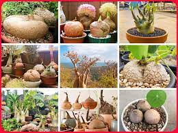 Mixed Caudex Succulent Seeds – Heirloom Non‑GMO Ornamental Seeds