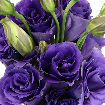 Purple Lisianthus Flower Seeds for Planting - Heirloom, NON-GMO Seeds - Beautiful Garden Blooms