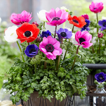 Heirloom Anemone Flower Seeds, Non-GMO Vibrant Spring Blooms for Decorative Garden Planting