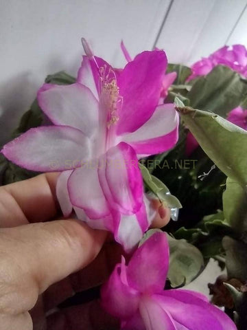 Heirloom Non-GMO Purple White Schlumbergera Plant Seeds for Garden Planting – Festive Cactus Blooms