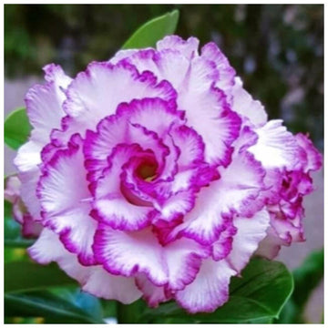 Organic Heirloom White Purple Adenium Flower Seeds – Non-GMO Stunning Desert Rose for Planting