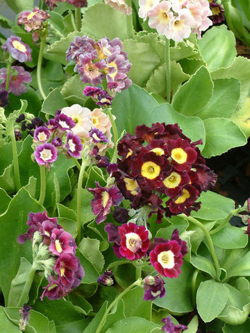 Mixed Auricula Flower Seeds for Planting - NON GMO Seeds