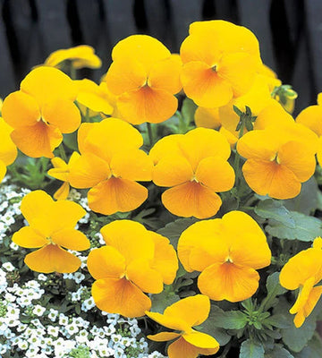 Organic Yellow Swiss Pansy Flower Seeds for Planting – Heirloom, Non-GMO Garden Seeds