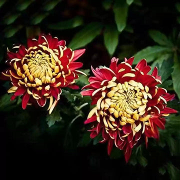Yellow Red Chrysanthemum Flower Seeds for Planting - NON GMO Seeds