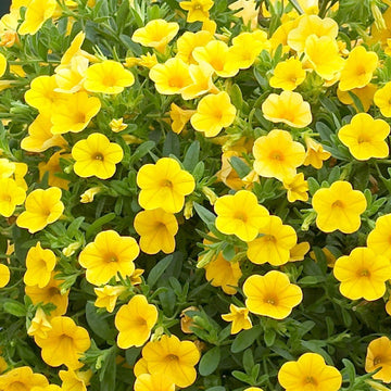 Yellow Calibrachoa Seeds for Planting – Bright Blooms, Organic, Heirloom, Non-GMO