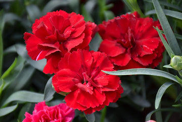 Deep Red Carnation Flower Seeds – Heirloom, Non-GMO, Rich Blooms for Garden Planting