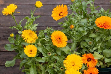 Yellow Flower Pot Seeds for Planting - NON GMO Seeds