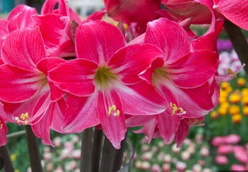 Heirloom Pink Echte Amaryllis Flower Seeds for Planting – Non-GMO, Large Blooming Flower Seeds