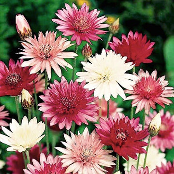 Heirloom Non-GMO Xeranthemum Annuum Flower Seeds for Garden Planting – Everlasting Paper Blooms