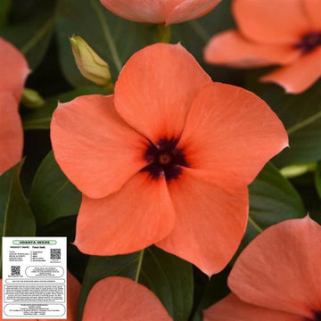 Heirloom Non-GMO Orange Periwinkle Flower Seeds for Bright and Low-Maintenance Garden Planting