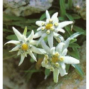 White Leontopodium Flower Seeds for Planting, Fresh, NON GMO Seeds