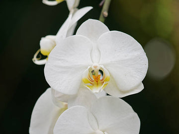 White Butterfly Orchid Seeds for Planting | Organic, Heirloom, Non-GMO Flower Seeds