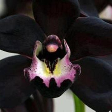Heirloom Non-GMO Black Cymbidium Faberi Flower Seeds for Exotic Garden and Indoor Planting